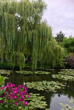 Load image into Gallery viewer, Walsh Pond
